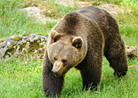 Tierfreigehege Nationalpark Bayerischer Wald